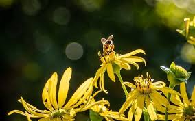 Why the NYT Spelling Bee is Taking the Internet by Storm Today