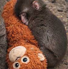 Bé này bị cả đàn cô lập hắt hủi nên lúc nào cũng ôm, đi đâu ...