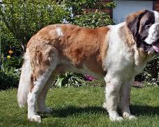 Immagine di Saint Bernard dog breed