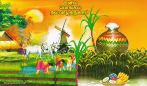 Image result for pongal festival images