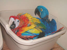 Image result for baby macaw parrot for sale