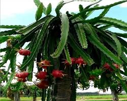 Ejder meyvesi ağacı