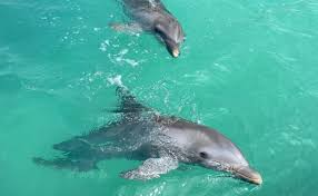 Profepa rechaza abandono de delfines asegurados en Dolphin Discovery en Cancún