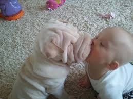 Lũ nhóc. Chùm ảnh cực đáng yêu và hài hước về bé với cún con 3. Nụ hôn đầu đời. - chumanhcucdangyeuvahaihuocvebevoicunconjpg1376973058