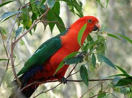 Image result for australian king parrot