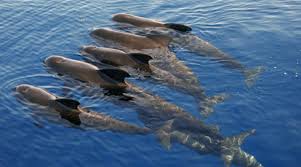 Image result for whales