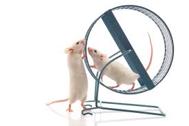 Image result for to boost memory in rodents