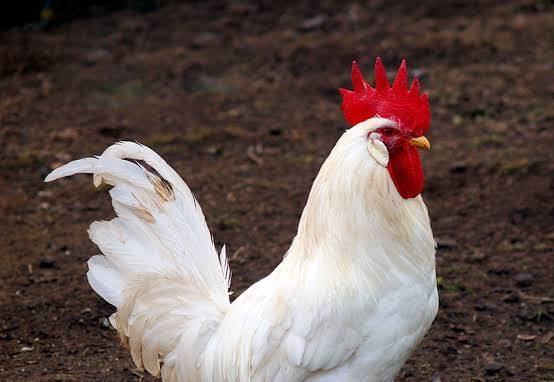 Get to Know the Leghorn Chicken Breed and Leghorn Rooster ...