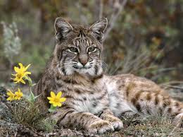 Image result for Bobcat