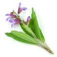 Lyre leaf Sage Herb Uses and Medicinal Properties