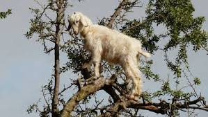 Image result for GOAT