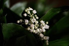 Muguet du 1ᵉʳ-Mai : sous la magie blanche de ses clochettes, un redoutable poison