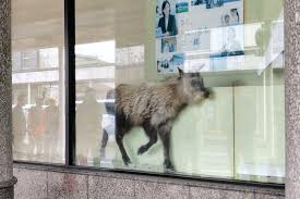 【動画あり】カモシカ、第四北越銀行柏崎支店（柏崎市）に侵入