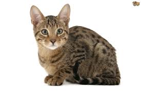 Image result for cat