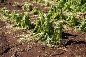 Storms damage tobacco farms in Misiones, affecting about 3,000 families