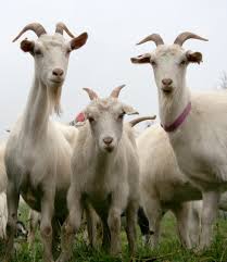 Image result for GOAT