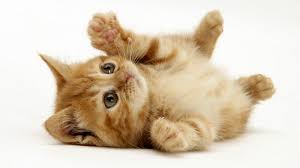Image result for kucing comel