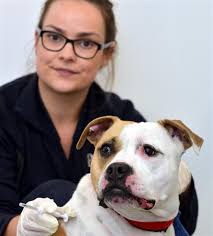 SPCA Otago animal manager Grace Hepburn prepares to microchip American Staffordshire cross Neisha in Dunedin yesterday. Photo by Peter McIntosh. - spca_otago_animal_manager_grace_hepburn_prepares_t_52cbab4c83