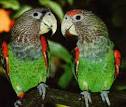 2 parrots talking