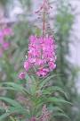 Fireweed: Pictures, Flowers, Leaves and Identification