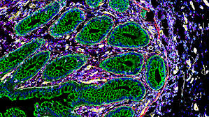 Exploring the depths: Unveiling the intricacies of the placenta, intestines, and kidneys through Cell 'atlases' - 1