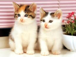 Image result for kucing lucu