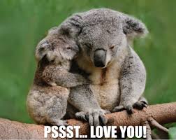 Are YOU................KOALA-fied ... via Relatably.com