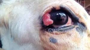 Image result for eyeball enucleation cattle
