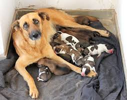 Resultado de imagem para animais vira latas