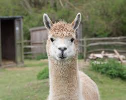 Hasil gambar untuk animal