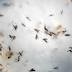 WHO looks for new ways to wipe out mosquitoes, Zika