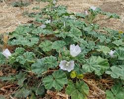 Malva neglecta – 10,000 Things of the Pacific Northwest