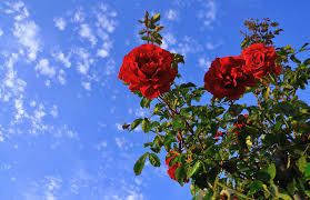 Image result for rose in the sky