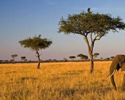 Image of African savanna