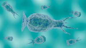 brain eating amoeba
