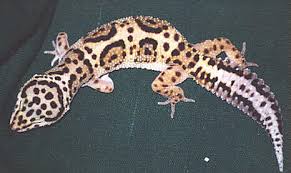 Le Gecko léopard / Les phases Images?q=tbn:ANd9GcRxfTRJffeAdHWiLs97xXCPM7gy0V2hydvvdPovdNGyONIaGuw21g