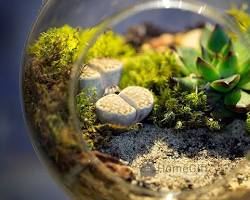 Hình ảnh về Các mẫu terrarium treo đa dạng tại Nhà Cỏ Cây