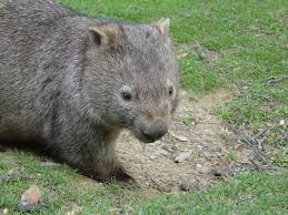 Image result for wombat