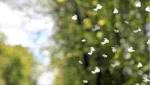  How recent thunderstorms can lead to serious asthma, allergy attacks