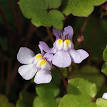 Cymbalaria