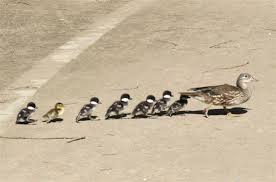 Bildergebnis für Entenmutter mit jungen