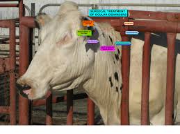 Image result for eyeball enucleation cattle