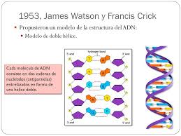 Resultado de imagen para Formación de una doble hélice con dos hebras antiparalelas