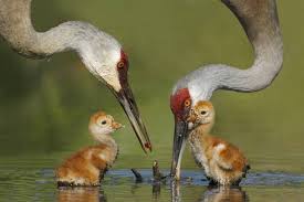 Resultado de imagen de Audubon Society