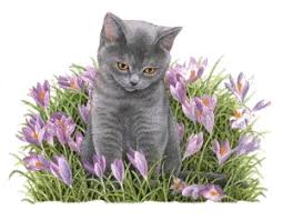 Résultat de recherche d'images pour "gif fleurs et chats"