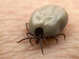 Résultats de recherche d'images pour «&nbsp;photo tic insect&nbsp;»