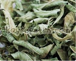 melisa çayı bitkisi ile ilgili görsel sonucu