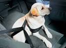 Cintura di sicurezza auto regolabile per cane nero cm 70