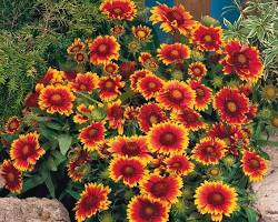 Gaillardia flowers, створено за допомогою ШІ