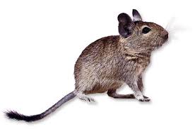 degu